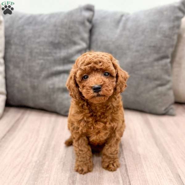 Archie, Mini Goldendoodle Puppy