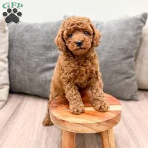 Archie, Mini Goldendoodle Puppy