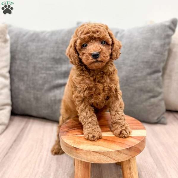 Archie, Mini Goldendoodle Puppy