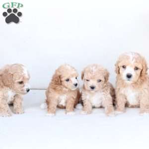 Hazel, Bich-Poo Puppy