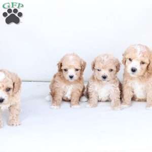 Hazel, Bich-Poo Puppy