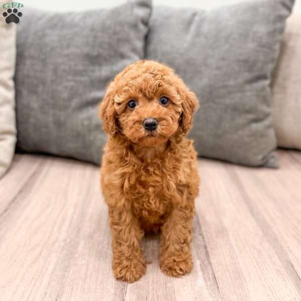 Winnie, Mini Goldendoodle Puppy