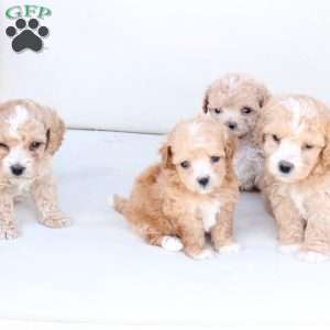 Oliver, Bich-Poo Puppy