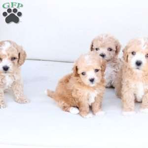 Hazel, Bich-Poo Puppy