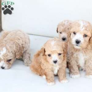 Oliver, Bich-Poo Puppy