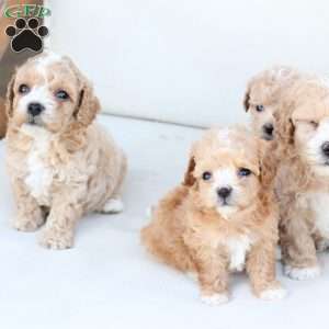 Hazel, Bich-Poo Puppy