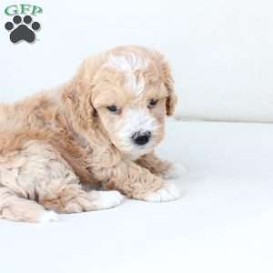 Oliver, Bich-Poo Puppy
