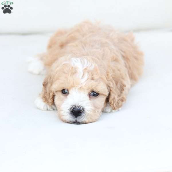 Oliver, Bich-Poo Puppy