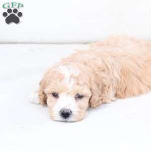 Oliver, Bich-Poo Puppy