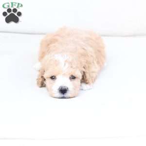 Hazel, Bich-Poo Puppy