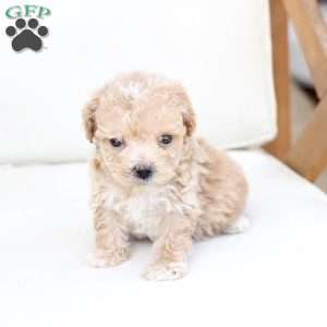 Finn, Bich-Poo Puppy