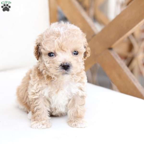 Finn, Bich-Poo Puppy