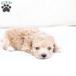 Finn, Bich-Poo Puppy