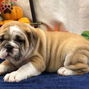 Zaly, Miniature Bulldog Puppy