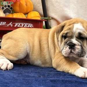 Zaly, Miniature Bulldog Puppy