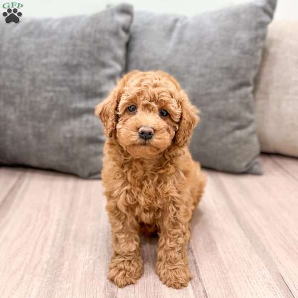 Nash, Mini Goldendoodle Puppy