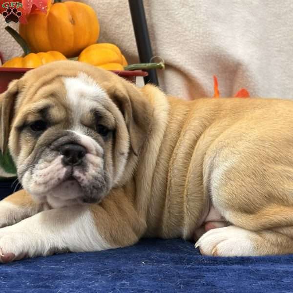 Zaly, Miniature Bulldog Puppy