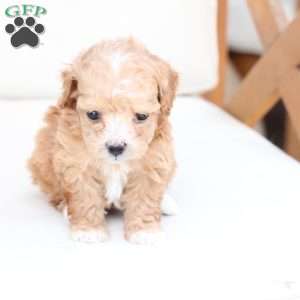 Hazel, Bich-Poo Puppy