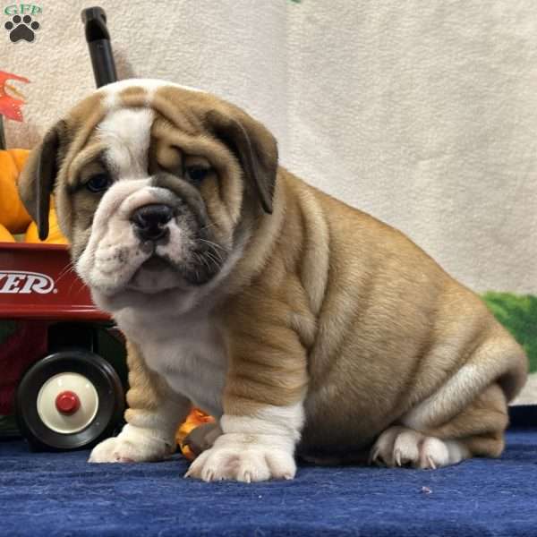 Zeva, Miniature Bulldog Puppy