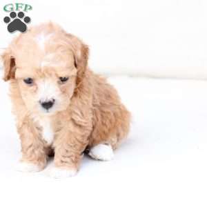 Hazel, Bich-Poo Puppy