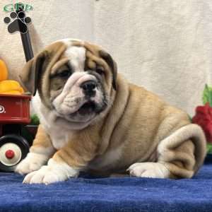 Zeva, Miniature Bulldog Puppy