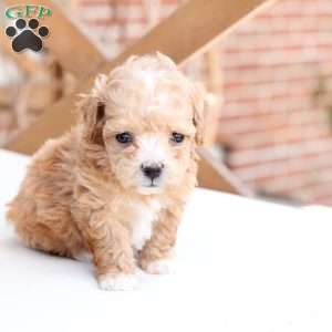 Hazel, Bich-Poo Puppy