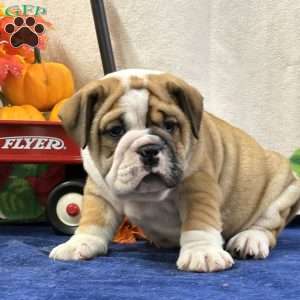 Zeva, Miniature Bulldog Puppy