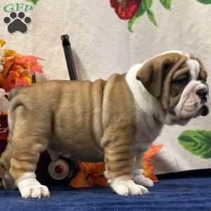 Zeva, Miniature Bulldog Puppy