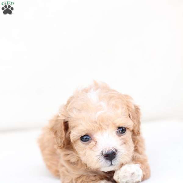 Hazel, Bich-Poo Puppy