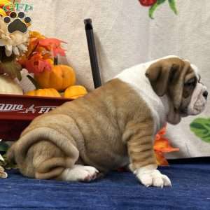 Zeva, Miniature Bulldog Puppy