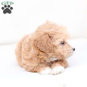 Hazel, Bich-Poo Puppy