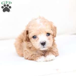 Hazel, Bich-Poo Puppy