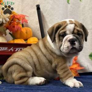 Zeva, Miniature Bulldog Puppy