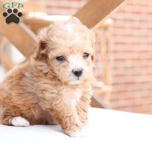 Hazel, Bich-Poo Puppy