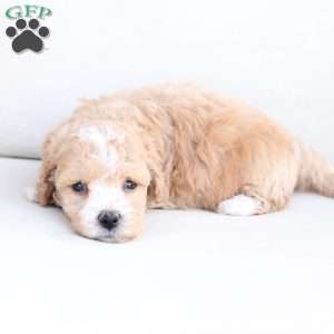 Oliver, Bich-Poo Puppy