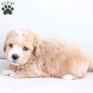 Oliver, Bich-Poo Puppy
