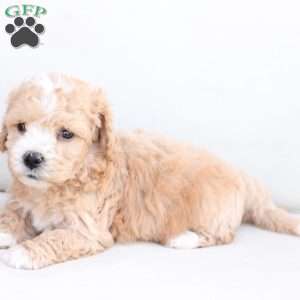 Oliver, Bich-Poo Puppy