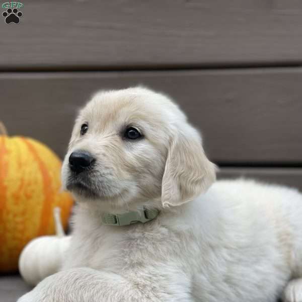 Callie, Golden Retriever Puppy