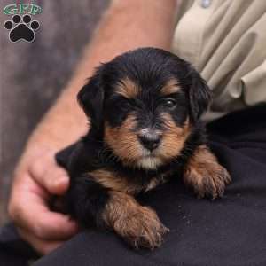 Penny, Mini Bernedoodle Puppy