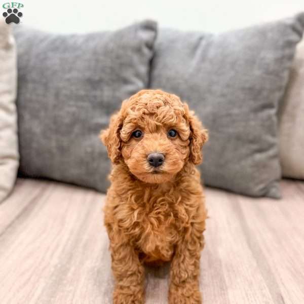 Winston, Mini Goldendoodle Puppy