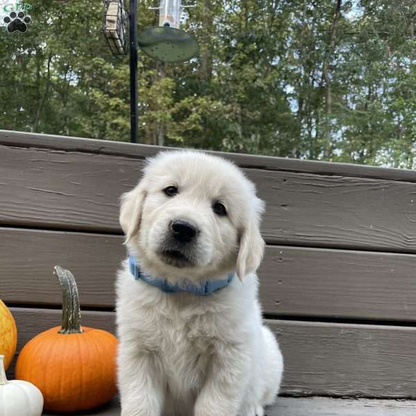 Charlie, Golden Retriever Puppy