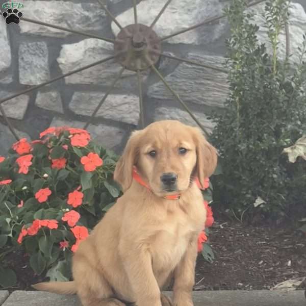 Lisa, Golden Retriever Puppy
