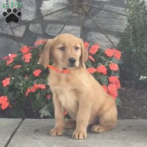 Lisa, Golden Retriever Puppy