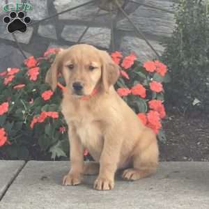 Lisa, Golden Retriever Puppy