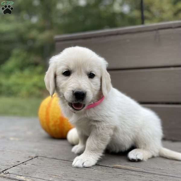 Cleo, Golden Retriever Puppy