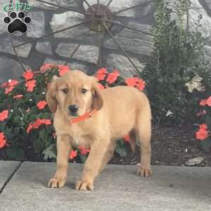 Lisa, Golden Retriever Puppy