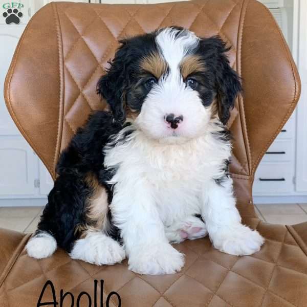 Apollo, Mini Bernedoodle Puppy