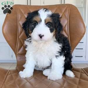 Apollo, Mini Bernedoodle Puppy