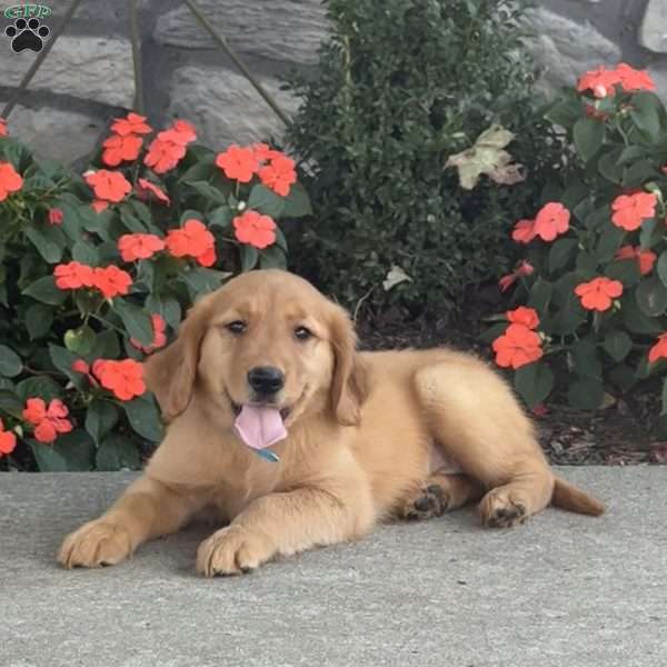 Lucy, Golden Retriever Puppy