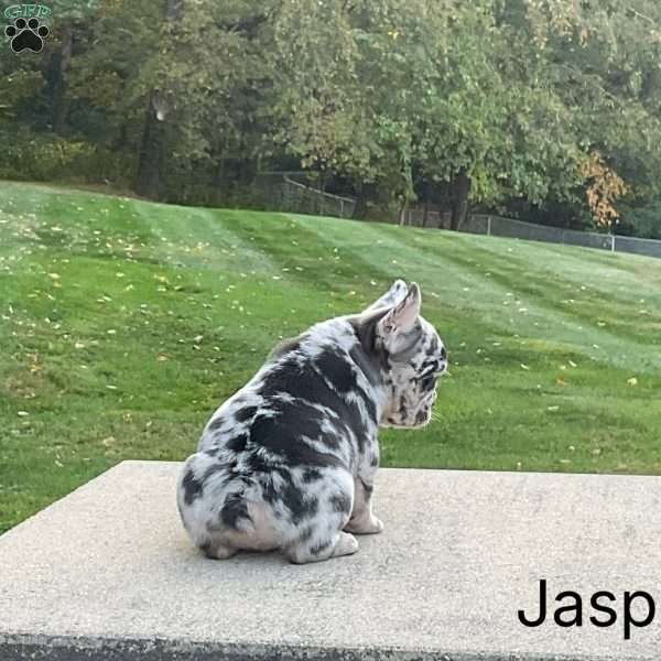 Jasper, French Bulldog Puppy